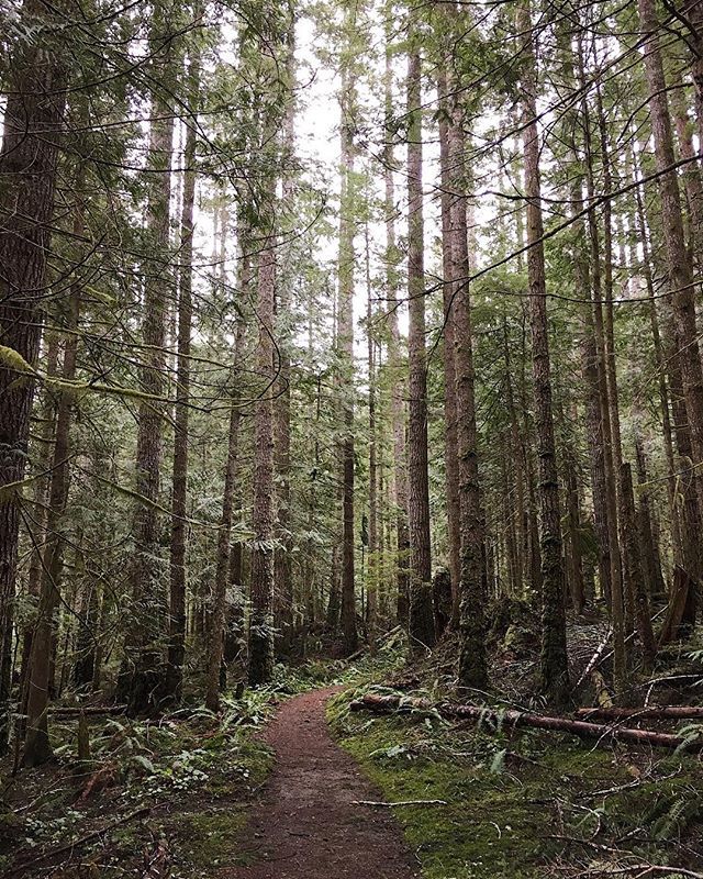 shophazelmade's tweet photo. Wild times 🌿
•
•
•
#travel #adventure #washingtonstate #olympicnationalpark #beach #springbreak #petitejoys #seekmagic #adventureawaits #hiking #gohike #getoutdoors #forest #wild #wilderness https://t.co/b8EOgukSur