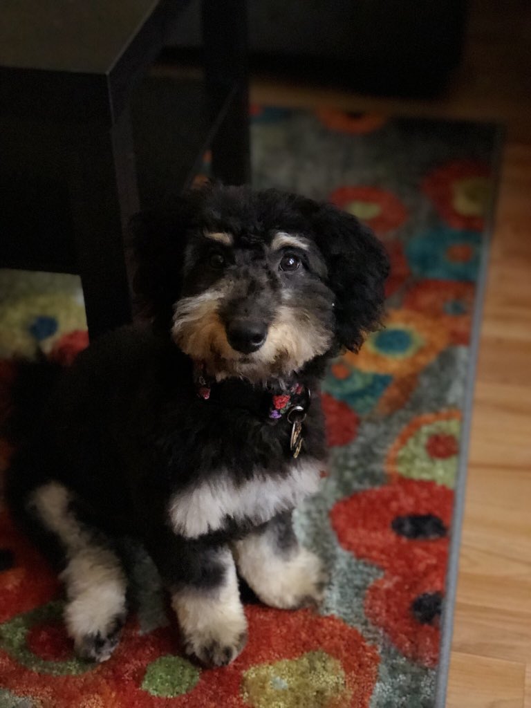 Kyle_Rau's tweet photo. I think I may have the cutest dog in the world. https://t.co/KyJmhulO8a
