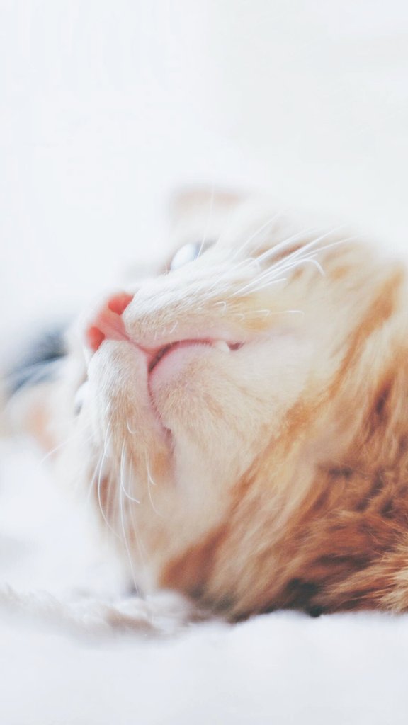 This is what it looks like when you see a cat sniff food