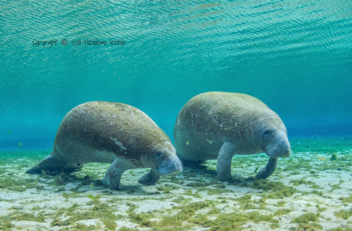 Everyday should be Manatee Appreciation Day! 
.
.
#Manatees #FloridaSprings #ManateeAppreciationDay #March #2018 #SeaCows #Vulnerable #Endangered #SafeBoating #Conservation #Threatened #Springs #UnderwaterPhotography