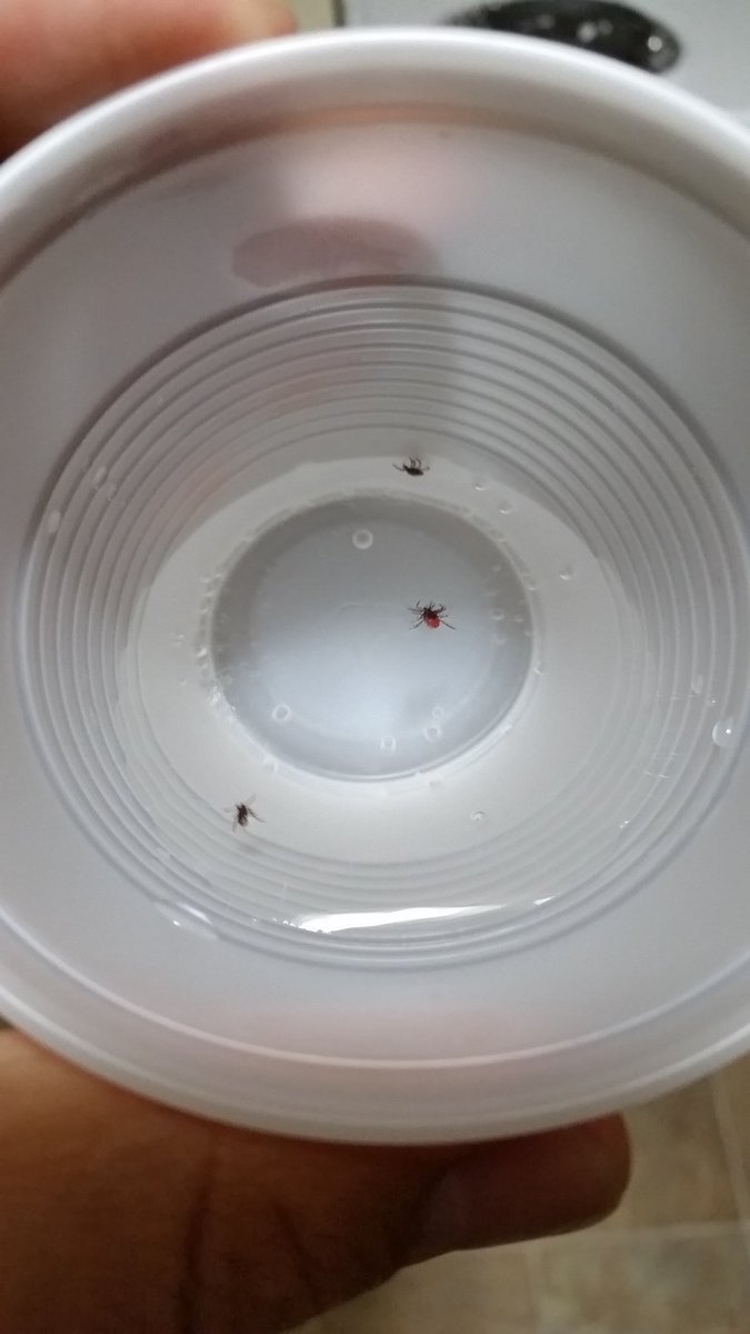 nsfernandez91's tweet photo. Tip of the day : After being outside with your pet, do your tick check with a cup of water near by so that you can place the ticks inside. https://t.co/XxbyyOH9Dg