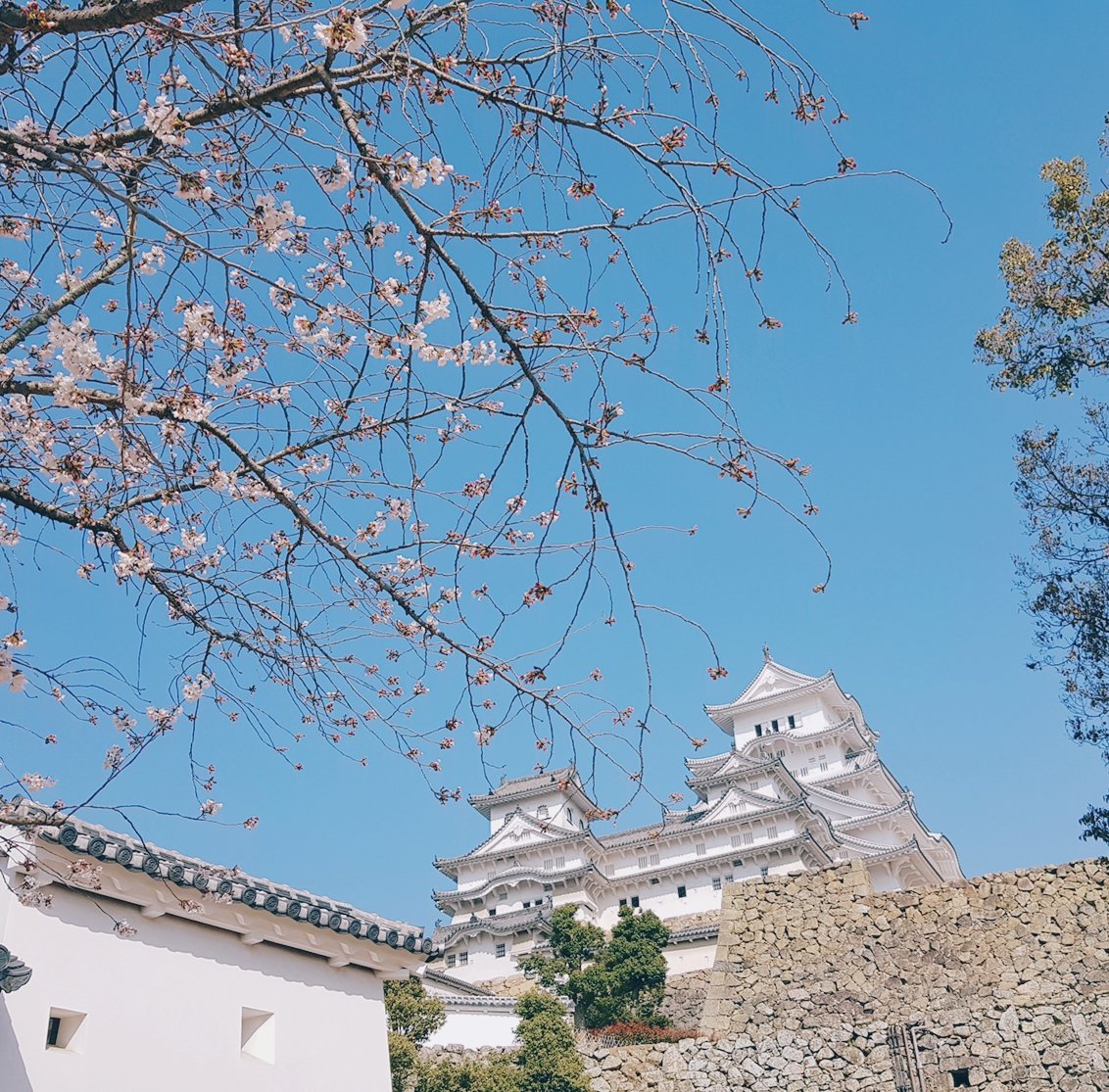 rain_fuyu's tweet image. 姫路城 ヽ(*´∀｀)ノ