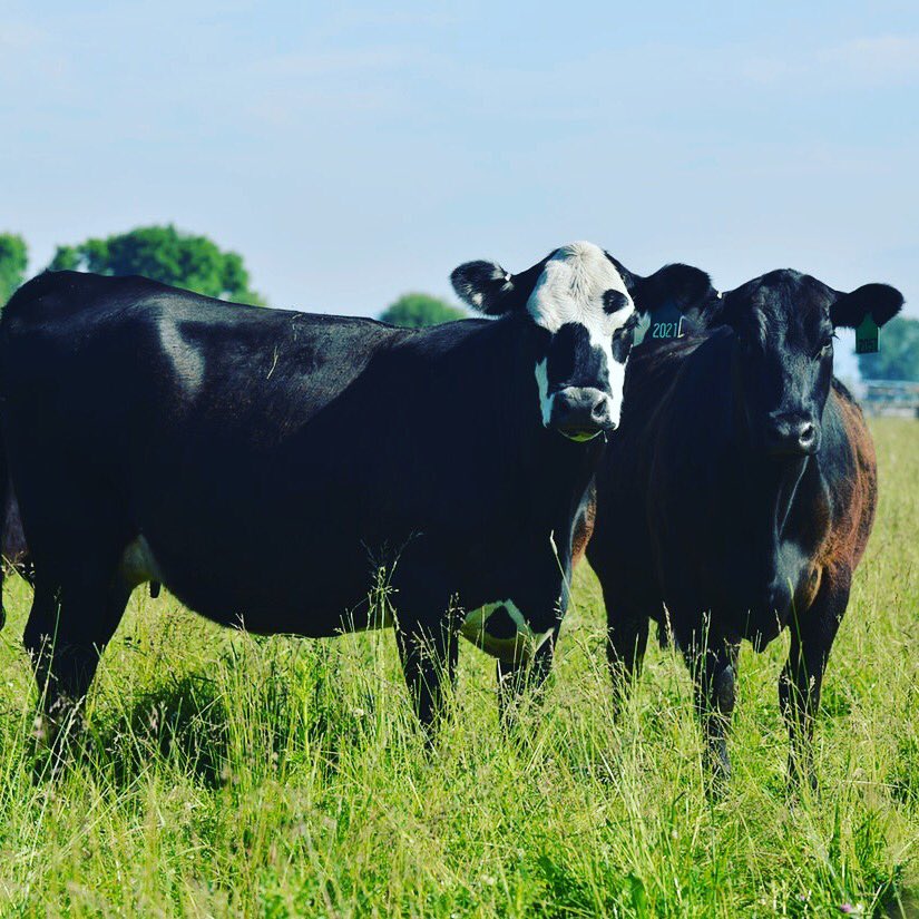 Country Natural Beef tweet media