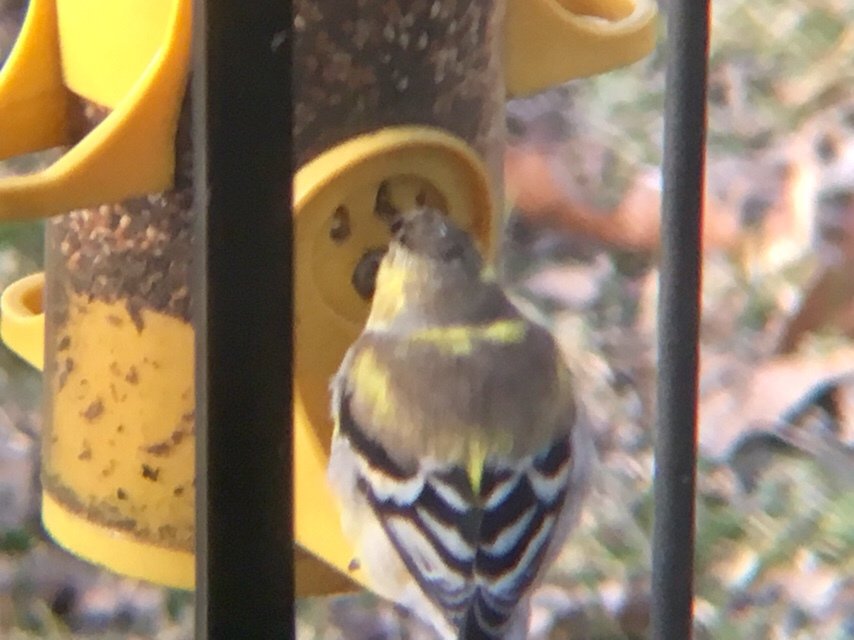 mikulichj's tweet photo. American Goldfinch https://t.co/YcsQjbtZR5 https://t.co/qIiU2zCk1O