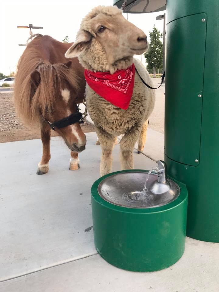 What did the pony say to the sheep in the red bandana? We don't know but they were very thirsty! 😎🐴🐐🌊  #toocool  #petfountain #drinkingfountain #ponyfountain #sheeppark #publicpark  #parksandrec #waterfountain #murdockmfg