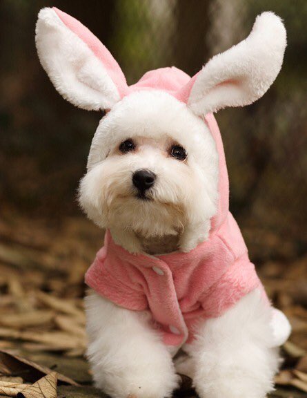 BayStEmeryville's tweet image. How cute are your pups? Bring them by this Saturday for our Spring Fling Pup Parade. Meet up at 2pm all dressed up and ready to go, in front of the H&amp;amp;M Men’s Store. #easter #springfling #pupparade #dogs #bayarea