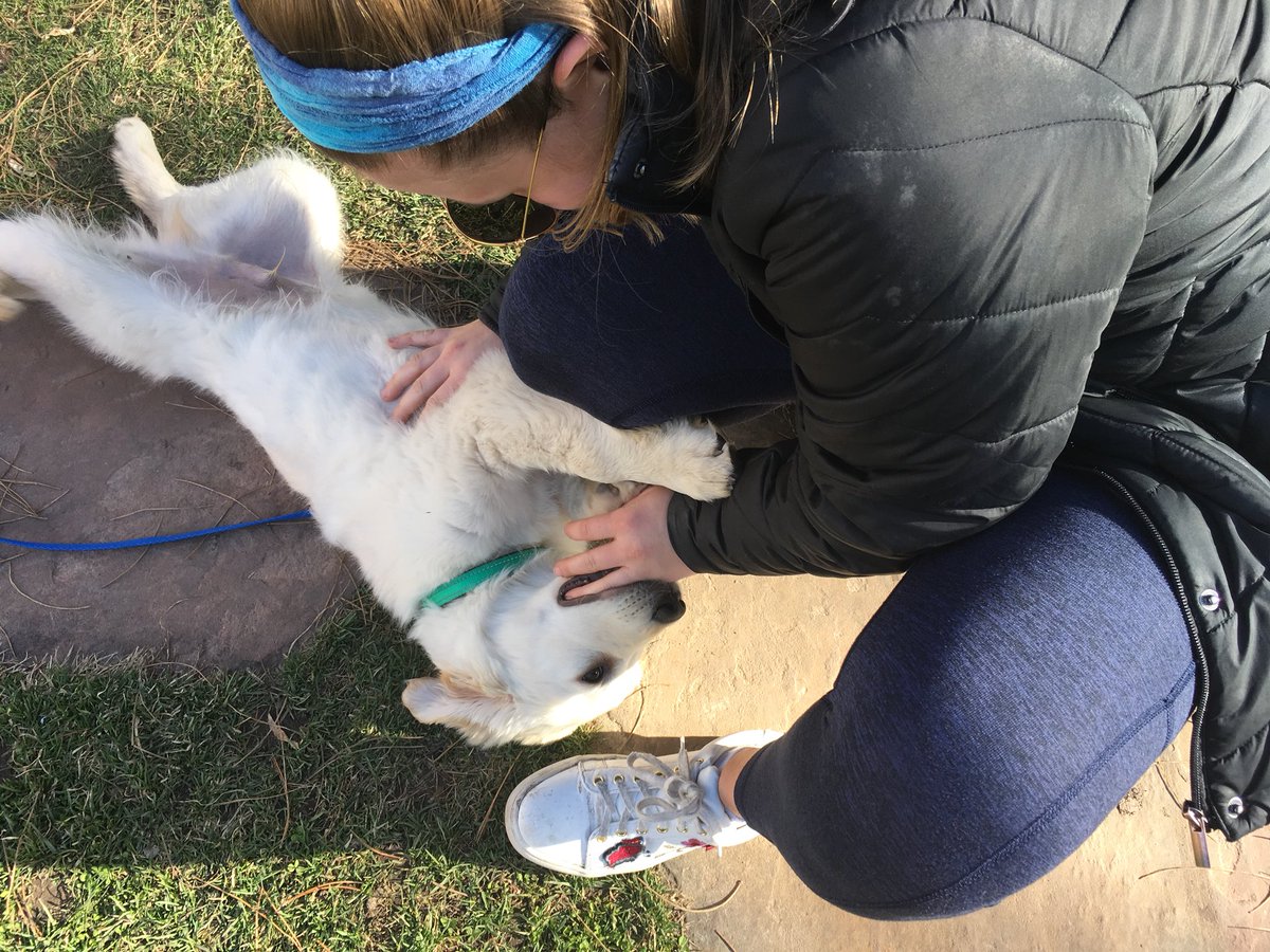MAB_SLC's tweet photo. Little did we know our mural tour would turn into a puppy tour https://t.co/p1nLIsCF09