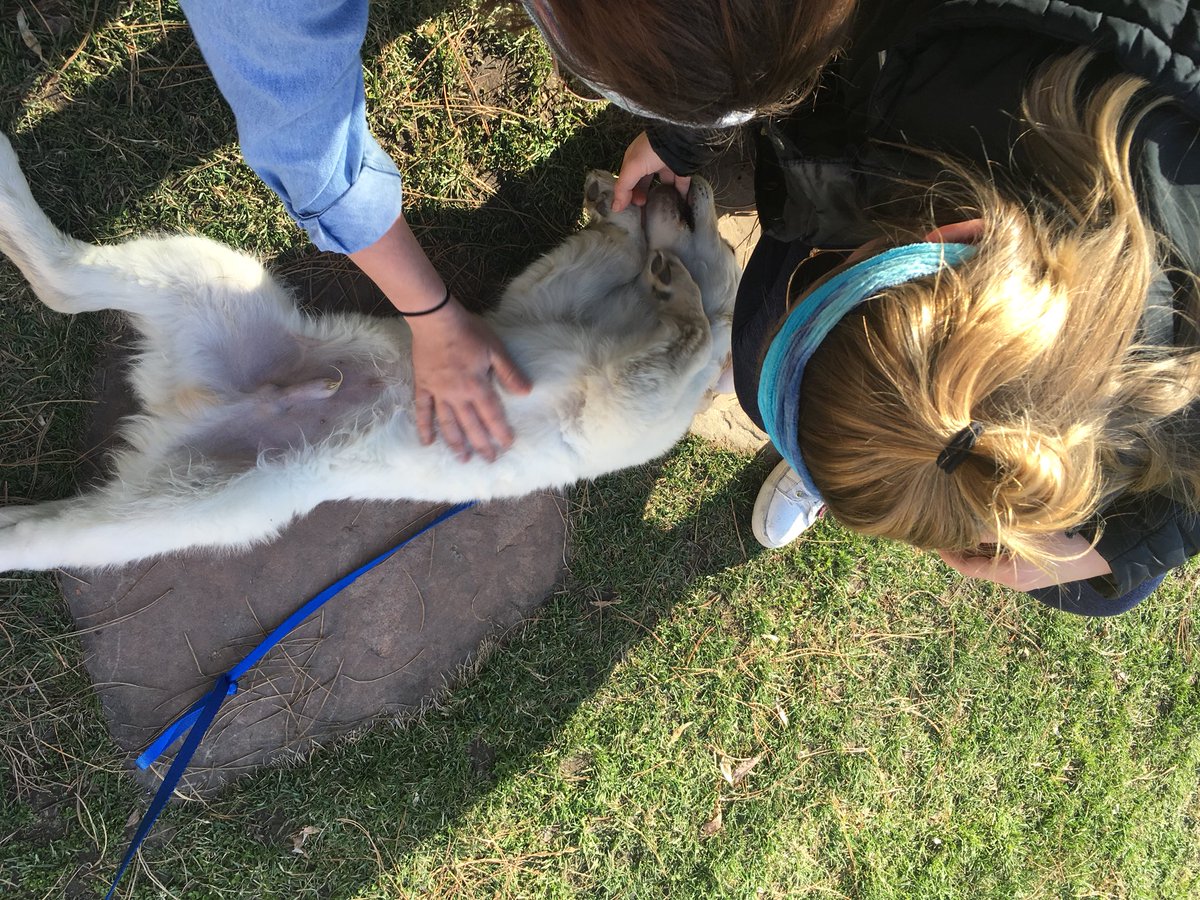 MAB_SLC's tweet photo. Little did we know our mural tour would turn into a puppy tour https://t.co/p1nLIsCF09