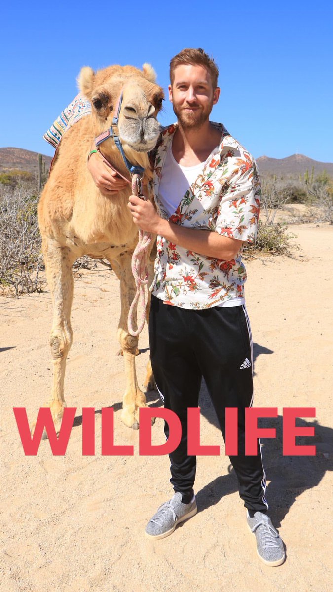 CalvinHDaily's tweet photo. 🐪🐪🐪 https://t.co/H0j5daH3WA