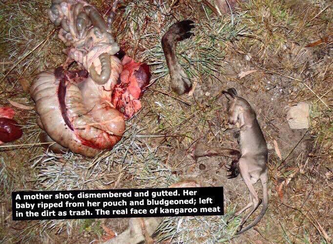 Petlover264's tweet photo. @ThisGirlNeedsA You’ll certainly need a drink-a strong 1, after consuming ur Not-so-Posh kangaroo steak-this is only way its hunted-cruelly, illegally in dark of night, sitting in upwards of 114F until it’s collected🤢Theres no oversight or stds-we grew up knowing not to even give it to our pets https://t.co/WVTurZn3PL