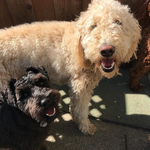 PetSitting2Dmax's tweet photo. Best friends #goldendoodles #miniatureschnauzer #schnauzersofinstagram #doodlesofinstagram #dogs #dogswhosmile #dogsatplay https://t.co/QjBvAYh4Ch https://t.co/YgsE0mfFLk
