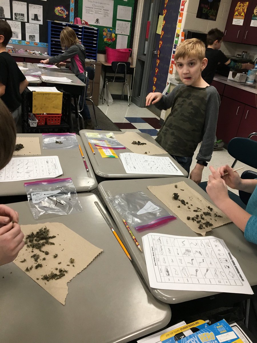 Daniellethurst1's tweet photo. Nothing like owl pellets and rodent bones to engage third graders in the food chain! #ssdpride https://t.co/6y5j9BVwRg