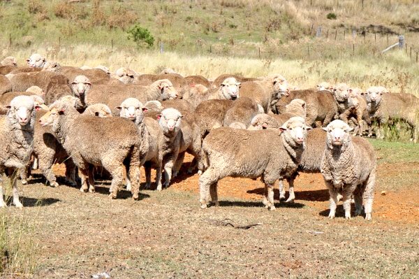 damien_crump's tweet photo. #auctionsplus Tuesday 3/4/18, AC DJ Charters complete dispersal due to the sale of Property. 255 3.5yo Merino ewes. Call me 0428669094 for more details. https://t.co/nUPxgDclDT