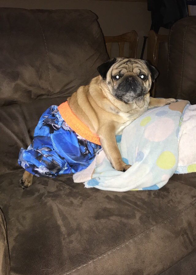 JimmerPug's tweet photo. When you remember beach season is coming up but then realize you don’t have a beach body ☹️ https://t.co/jvjLc2PlGG