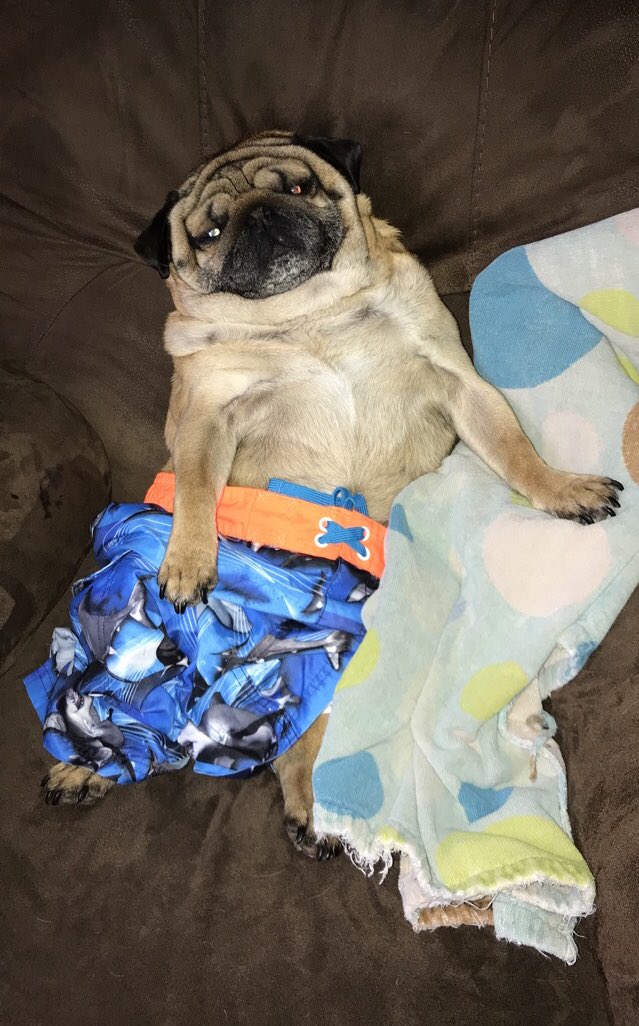 JimmerPug's tweet photo. When you remember beach season is coming up but then realize you don’t have a beach body ☹️ https://t.co/jvjLc2PlGG