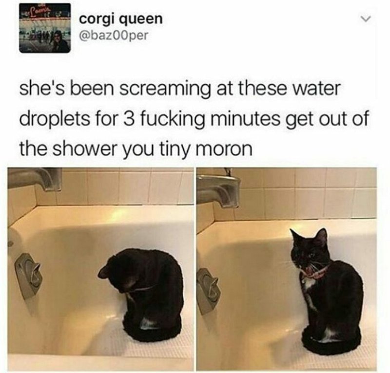 TobyPEsquire's tweet photo. 😹😹 https://t.co/PVjmeIDo6S