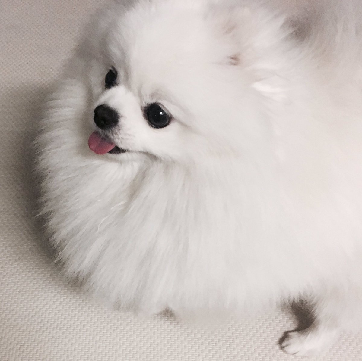 noname on Twitter: "이모댁 갱얼지가 사랑받으니 기분이 좋군요. 귀여운 개 보시고 새해 복 많이 받으세요. 그러나