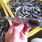 無茶は身を滅ぼすwアンコウの稚魚が自分よりも大きな魚に噛み付いた結果…