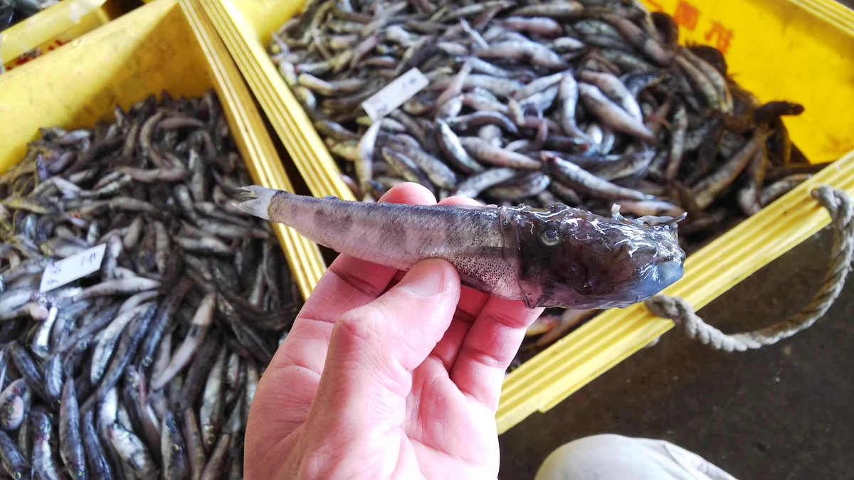 無茶は身を滅ぼすwアンコウの稚魚が自分よりも大きな魚に噛み付いた結果…