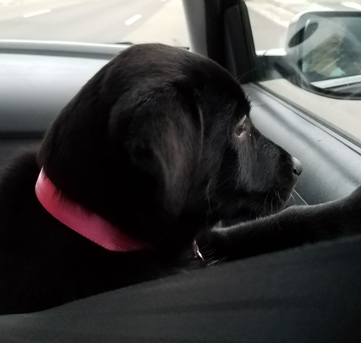 Eruvandi's tweet photo. Everyone, meet Melian. She's a cute little stinker. 2 month old lab mix. We're her new family. @Silmarillion28 @SarahThrawn @stephanieann09 @ragamuffin92 @Quickbeam2000 @JustinsBigIdea https://t.co/IgNAvGBrsg
