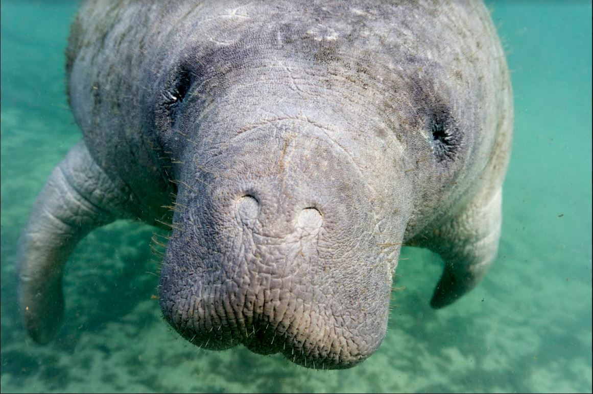 It's #manateeappreciationday and we have got to share with you our friends <a href="/RunningWildM/">Running Wild Media</a>'s work off the coast of Florida. Follow them for more info on the work they do to educate communities in hope of saving our marine life.