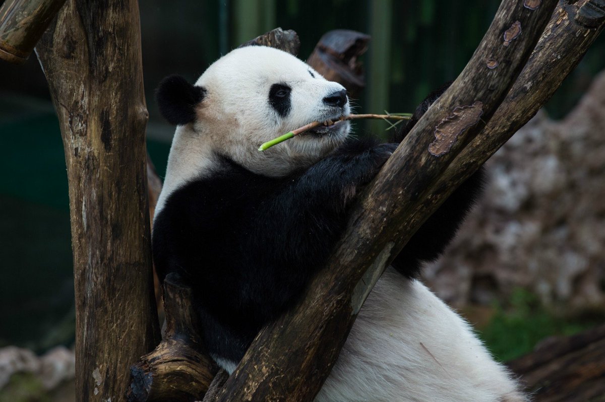 China Xinhua News tweet media