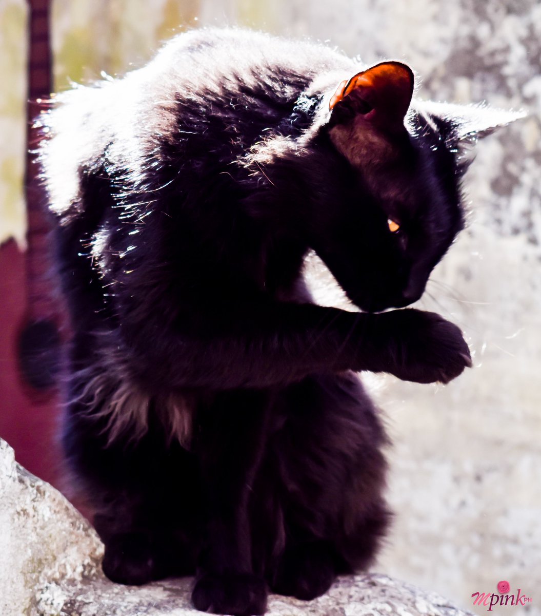 mpinkph's tweet photo. INDIO
.
#negro #cats #gatonegro #negrolindo #cat #gato #black #catlover #negroo #pets #photography #blackcat https://t.co/Tb0Coy0sd4