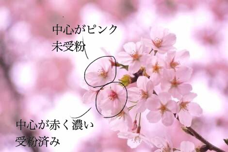 桜の花の中心部の色が違う理由を聞いて興奮する人々 どスケベすぎる 擬人化捗る Togetter