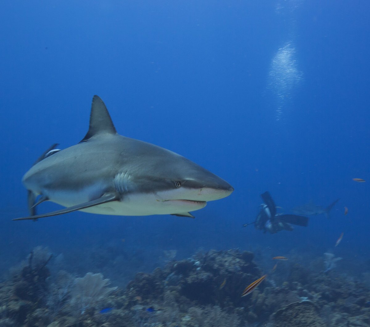 Diving with Caribbean reef sharks off the coast of Roatan with our @KodakPIXPRO 360 camera. Conservation through education.