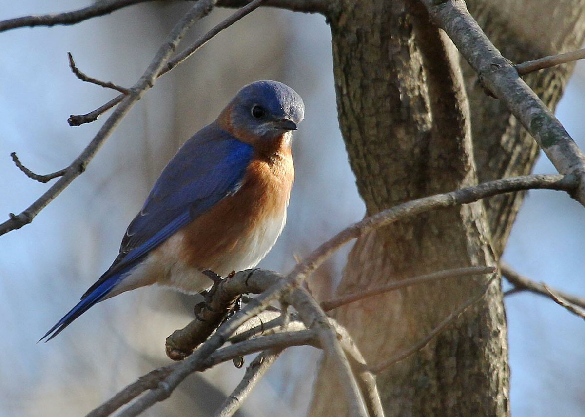 Bound for the Bluebirds Hike: Sunday, April 1 @ 8:30 a.m.  Meet on the Inn Sun Deck. Binoculars provided!