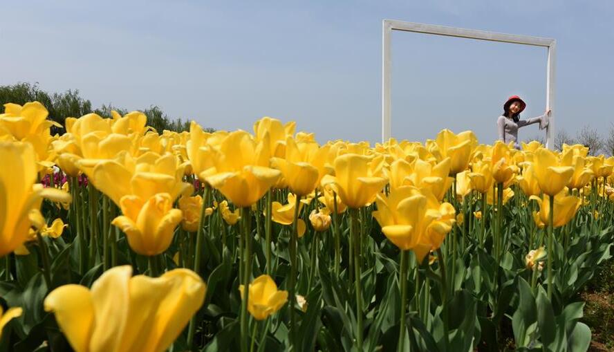 Guangming_Daily's tweet photo. A look at tulip theme park in Wuhan https://t.co/gaQhizagzO https://t.co/8ZcesoALqG