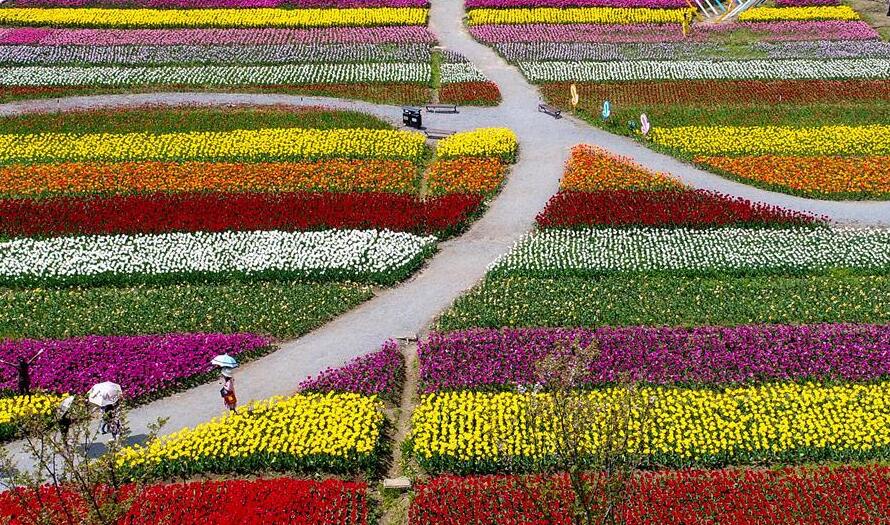 Guangming_Daily's tweet photo. A look at tulip theme park in Wuhan https://t.co/gaQhizagzO https://t.co/8ZcesoALqG