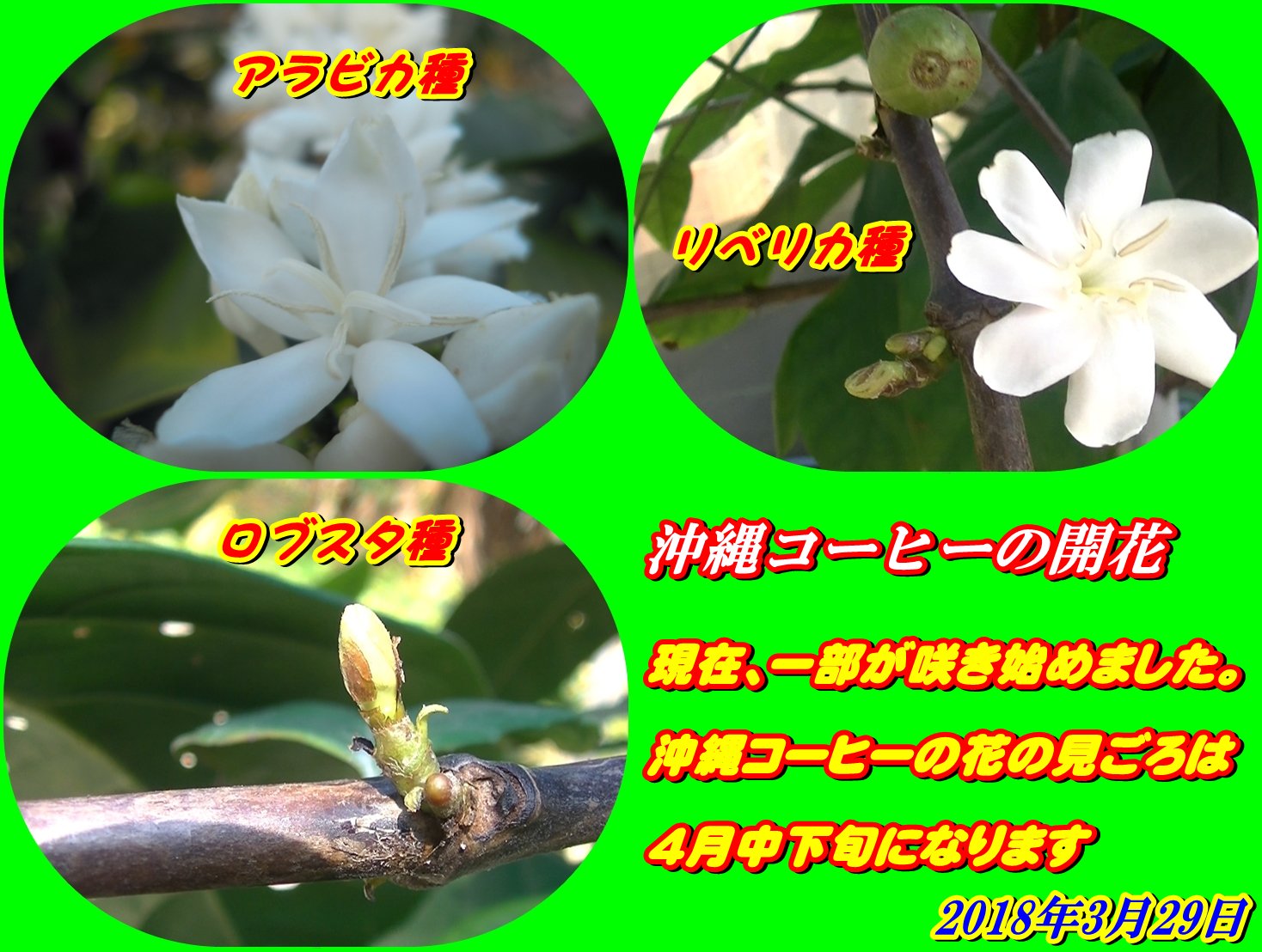 沖縄コーヒーアイランド Al Twitter 沖縄でコーヒーの開花が見られるようになりました ただ つぼみ状態が多くコーヒーの花の見ごろは4月中下旬からになります コーヒーの花言葉は 一緒に休みましょう です コーヒー Coffee 沖縄産コーヒー 国産コーヒー 沖縄コーヒーアイランド Al Twitter 沖縄でコーヒーの開花が見られるようになりました ただ つぼみ状態が多くコーヒーの花の見ごろは4月中下旬からになります コーヒーの花言葉は 一緒に休みましょう です コーヒー Coffee 沖縄産コーヒー 国産コーヒー