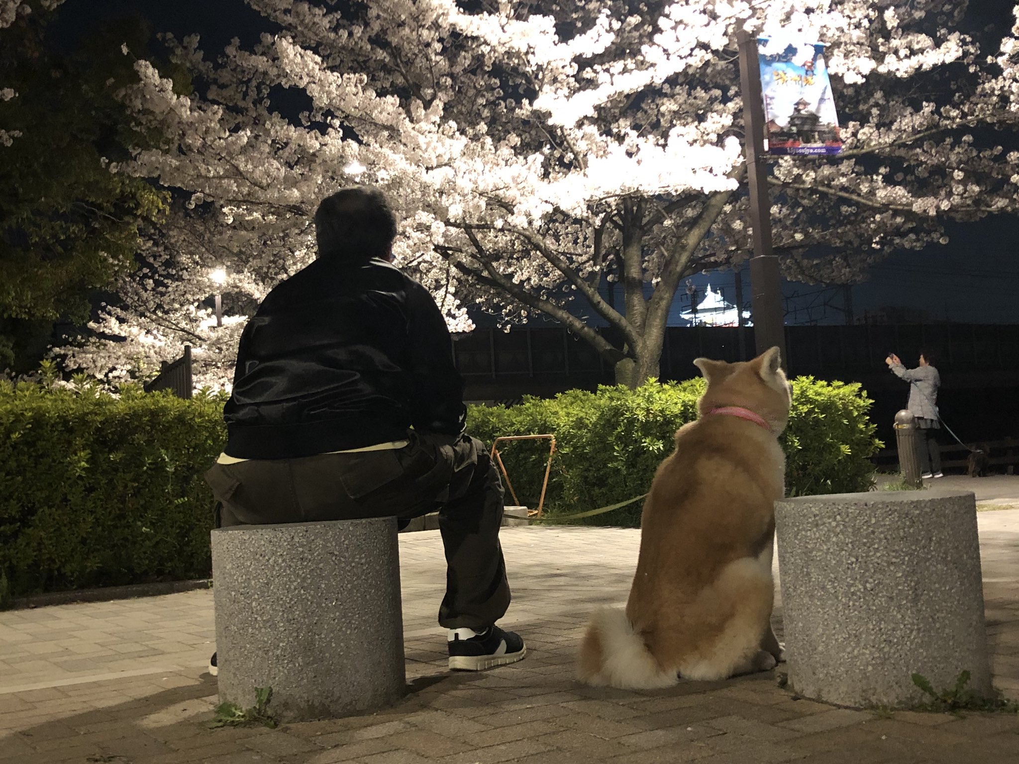 تويتر 秋田犬りんこ على تويتر 夜桜 清洲城 清洲公園 犬と桜 T Co 2onldqkcxc