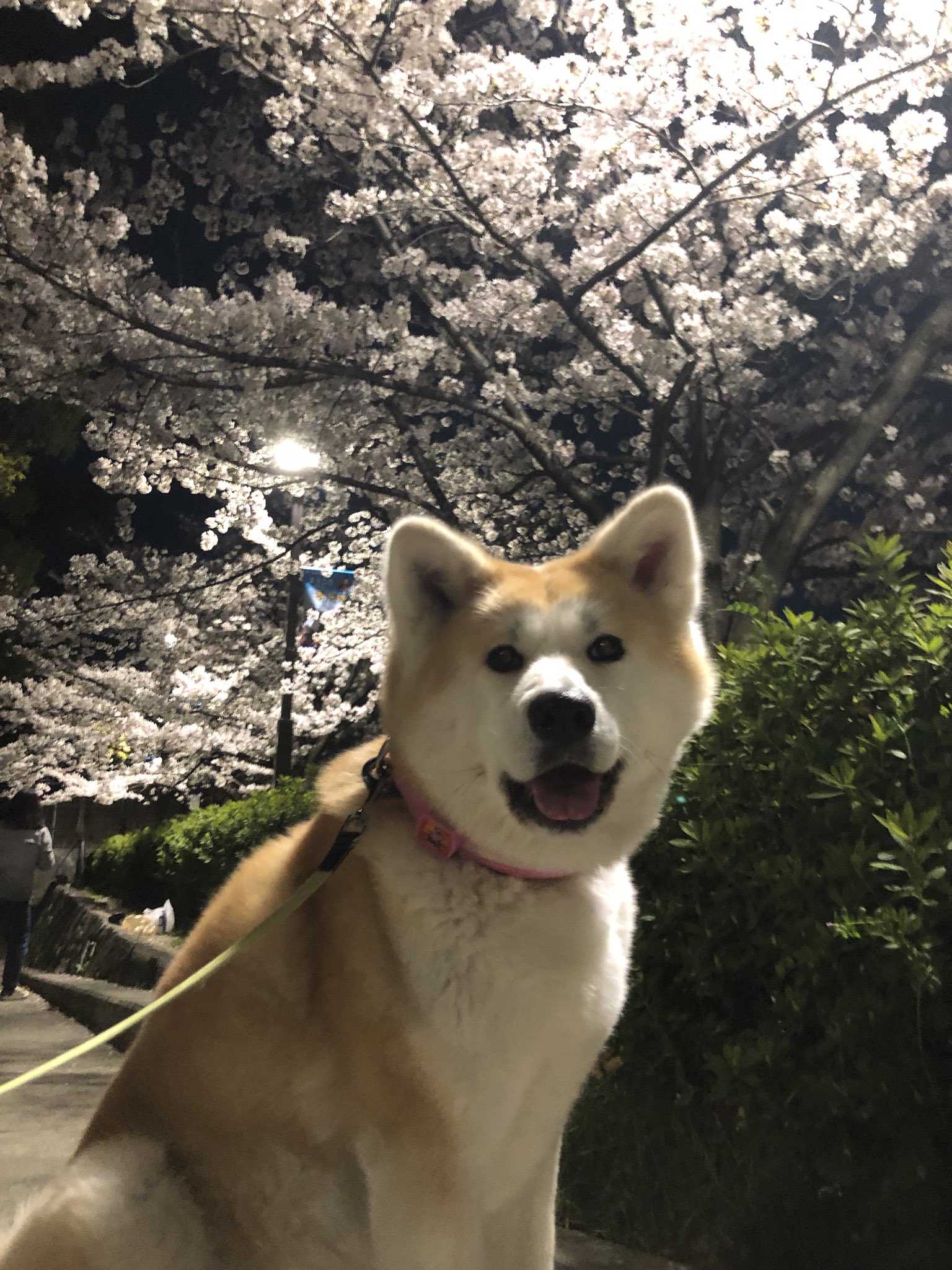 秋田犬りんこ 夜桜 清洲城 清洲公園 犬と桜 T Co 2onldqkcxc Twitter
