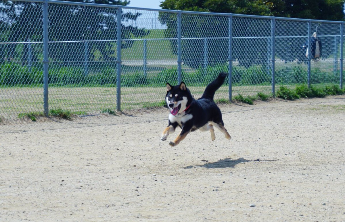 走る柴犬 Traola Twitterren