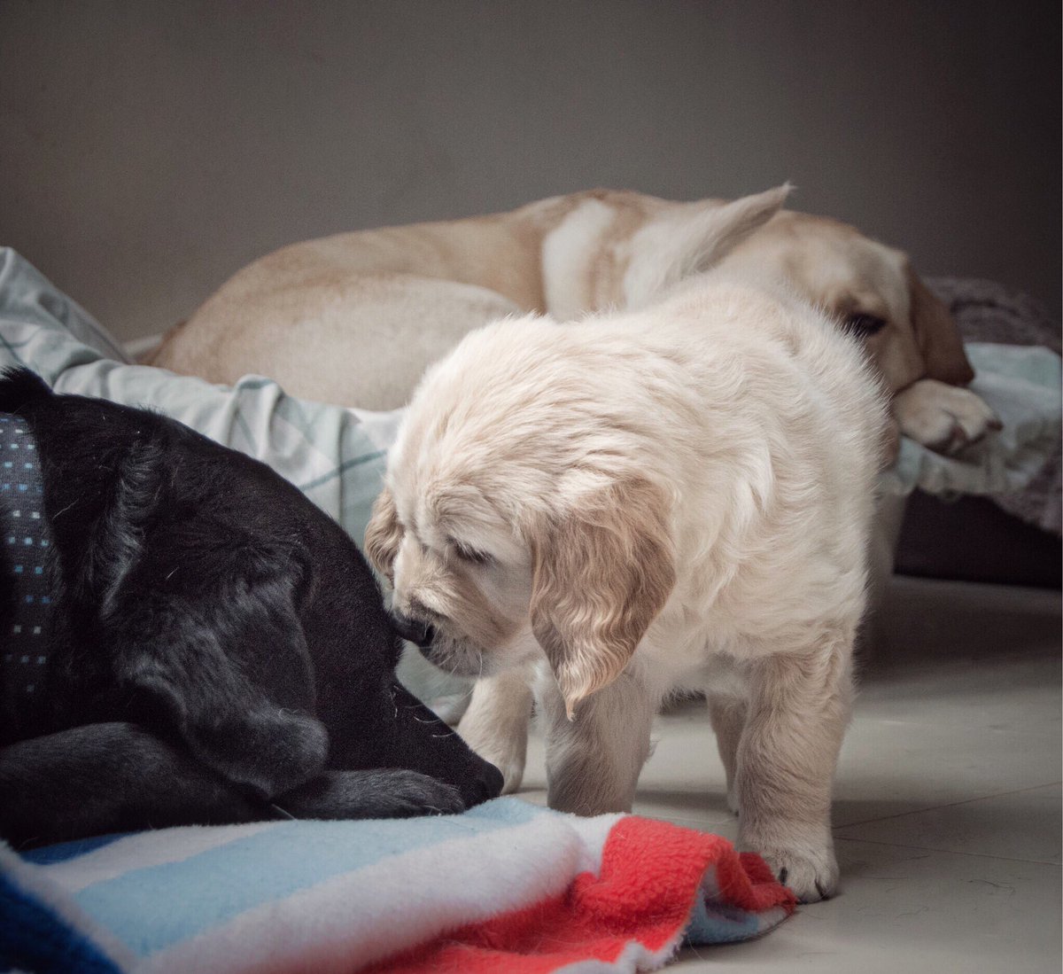 raised2guide's tweet image. Get to know you 🎶 #socialising #learntherules #dogfamily #guidedogpuppy #goldenretriever #retrieverheaven #puppy #dogsoftwitter