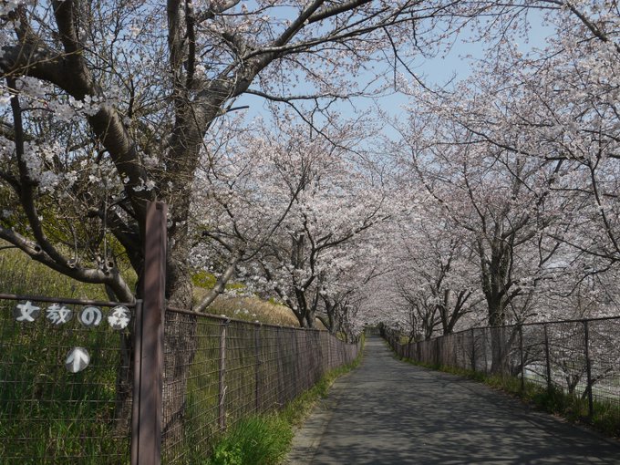 保存版 家族みんなで楽しめる 茅ヶ崎のお花見スポット10選 神奈川イベントプラス 親子で楽しいお得な週末お出かけ情報