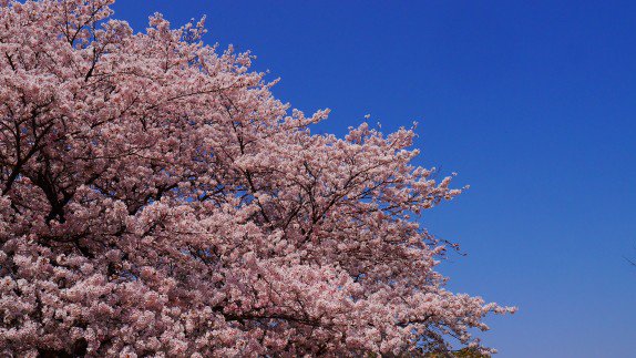 cuttuc's tweet photo. 快晴♪ #mysky #桜 #イマソラ https://t.co/QP1MeQKyfQ