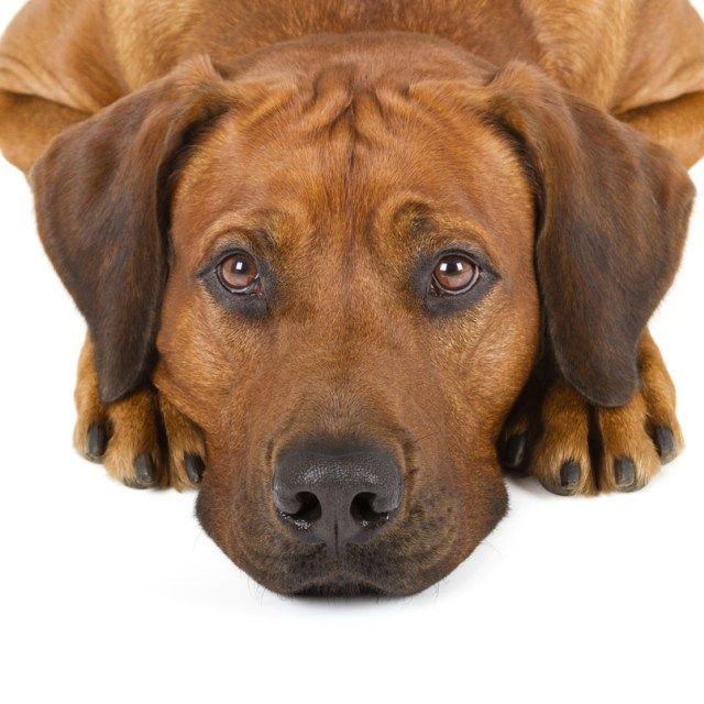 dogtrainingby's tweet photo. Dog Training By Video Dog Training Tips https://t.co/mMhiuzbY1y #DogTraining https://t.co/f7vBMp4Piw