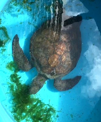 ExpLatinAmerica's tweet photo. Amazing experience with #seaturtles @karumbeuy: impressive team of passionate experts and motivated volunteers. https://t.co/0DFgJH5M11