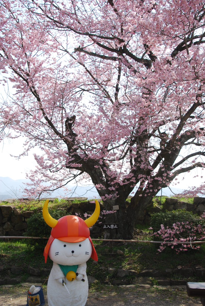 公社 彦根観光協会 彦根の桜 梅情報 彦根の桜がちらほら咲きはじめました これから桜の見頃を迎える彦根にぜひお越しください 桜 開花状況 花見 ひこにゃん 彦根城 Sakura Cherryblossom 滋賀県桜 公社 彦根観光協会 彦根の桜 梅情報 彦根の桜がちらほら咲きはじめました これから桜の見頃を迎える彦根にぜひお越しください 桜 開花状況 花見 ひこにゃん 彦根城 Sakura Cherryblossom 滋賀県桜