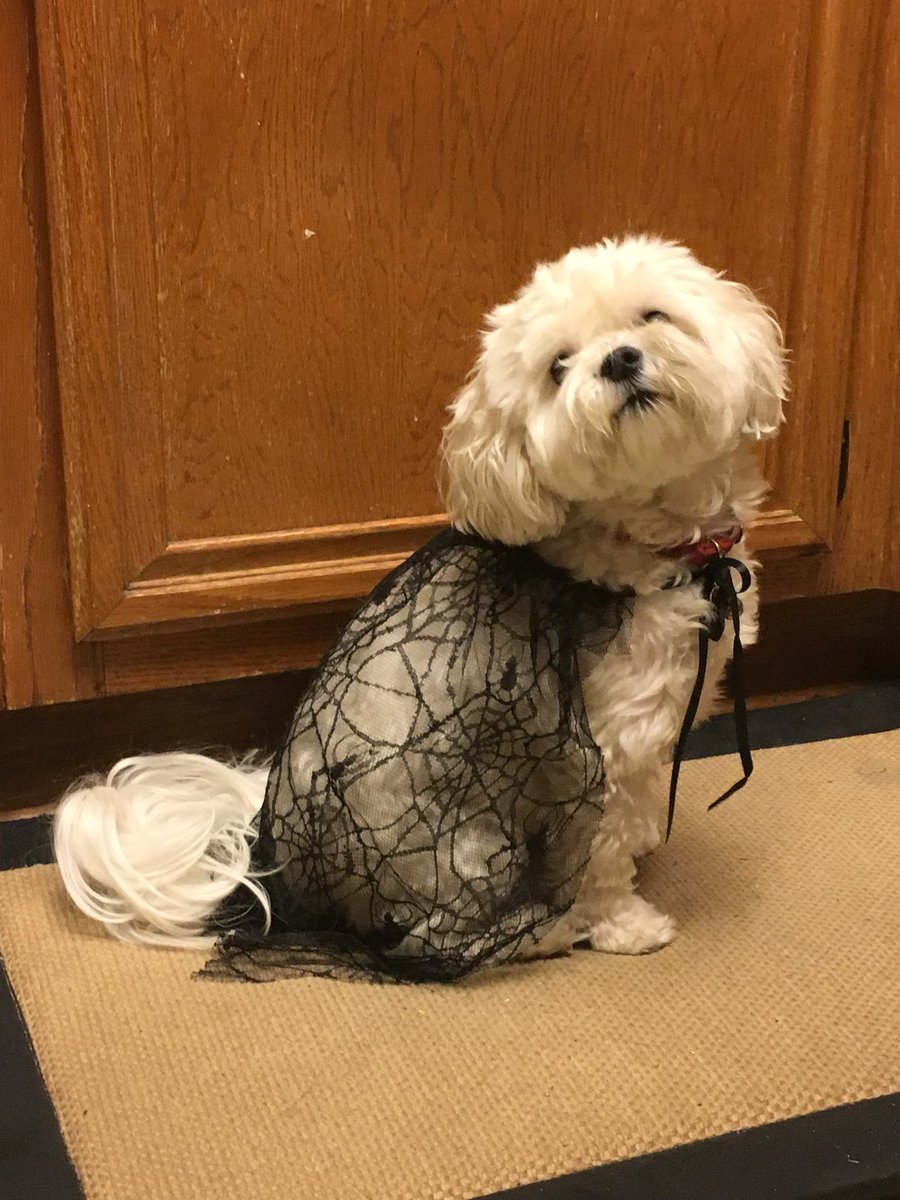 itsalexreiley's tweet photo. MY DOG GOT OUT

her name is jojo

white maltese wearing red collar with little bells

barks a lot with strangers

last seen in redlands around orange 

🚨IF YA THINK YOUVE SEEN HER PLS DM ME ASAP 🚨 https://t.co/dJqtNYiKi4