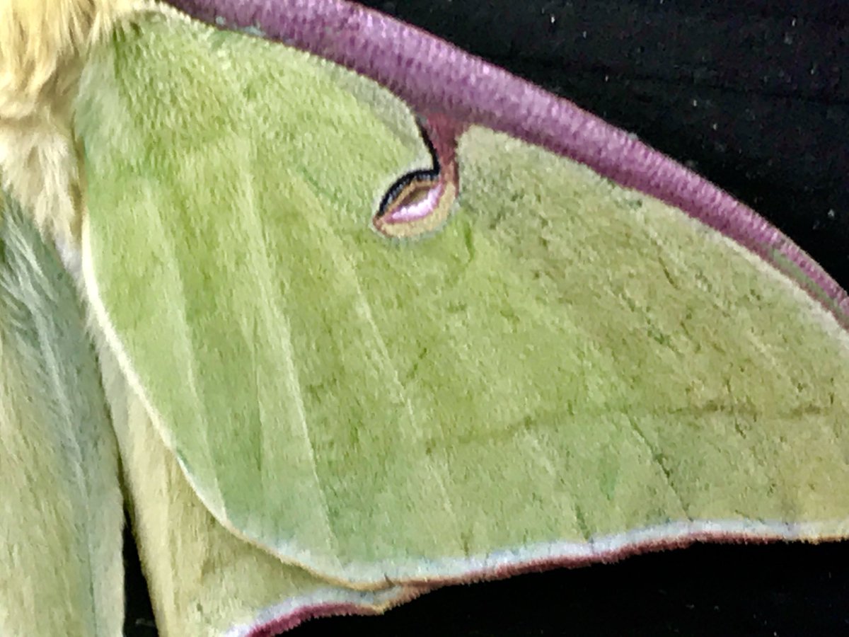 jwnature's tweet photo. Actias luna, the luna moth, is a lime-green, Nearctic Saturniid moth in the family Saturniidae, subfamily Saturniinae. It has a wingspan of up to 114 mm, making it one of the largest moths in North America. This one @TXForestService Jones State Forest. @TexasMasterNat @InsectNews https://t.co/7gCYeBi3VJ
