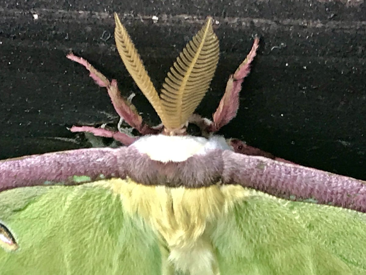 jwnature's tweet photo. Actias luna, the luna moth, is a lime-green, Nearctic Saturniid moth in the family Saturniidae, subfamily Saturniinae. It has a wingspan of up to 114 mm, making it one of the largest moths in North America. This one @TXForestService Jones State Forest. @TexasMasterNat @InsectNews https://t.co/7gCYeBi3VJ