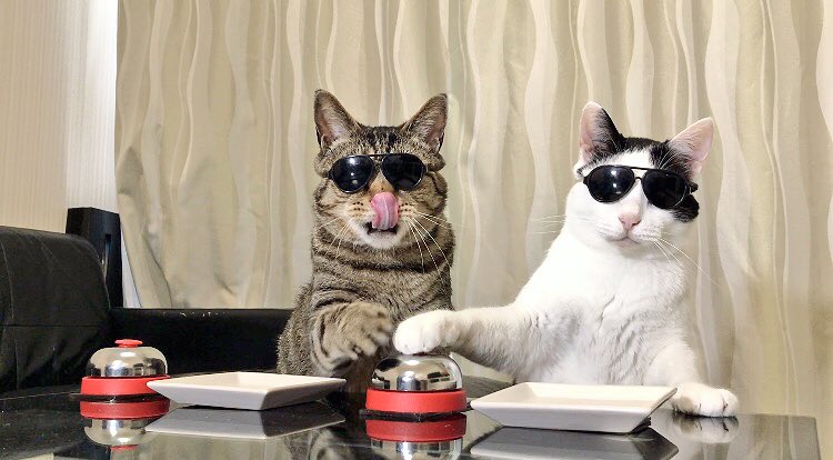 Twitter पर ねこナビ編集部 注文の多いサングラス猫