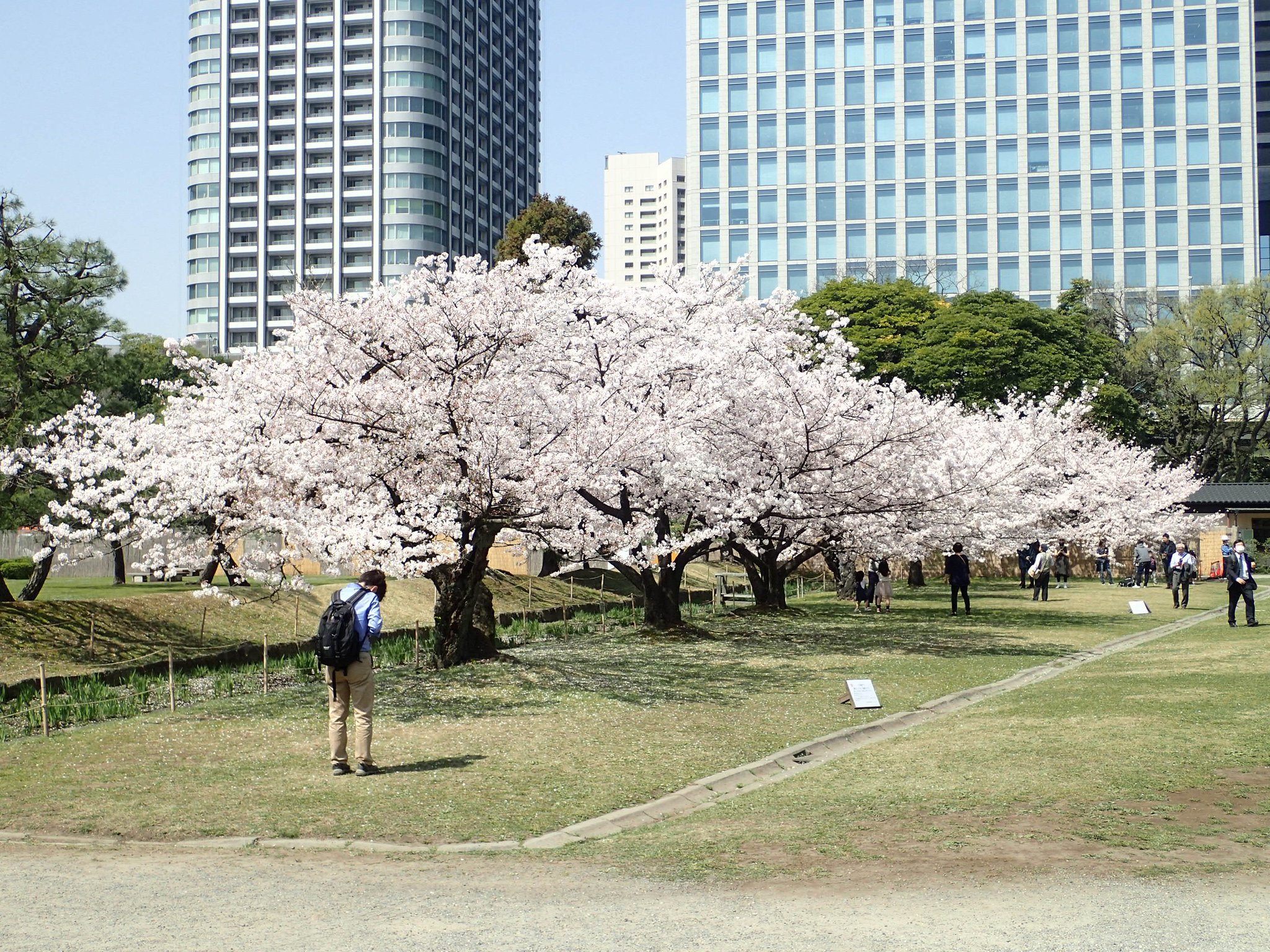 浜離宮恩賜庭園 ソメイヨシノ満開です ぜひこの機会に浜離宮恩賜庭園へお越しくださいませ 桜 浜離宮 18東京sakuraプロジェクト