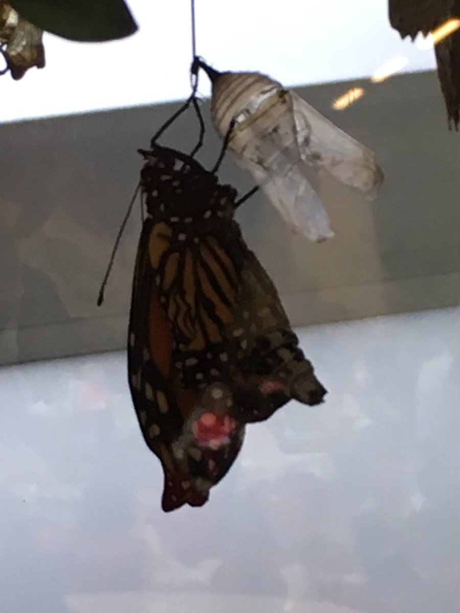 MrsForino's tweet photo. Visit to @FPConservatory led to a mini lesson on symmetry. We also got to watch a butterfly emerge from itโs pupa. #mathhappenseverywhere https://t.co/IQk79ew4jw