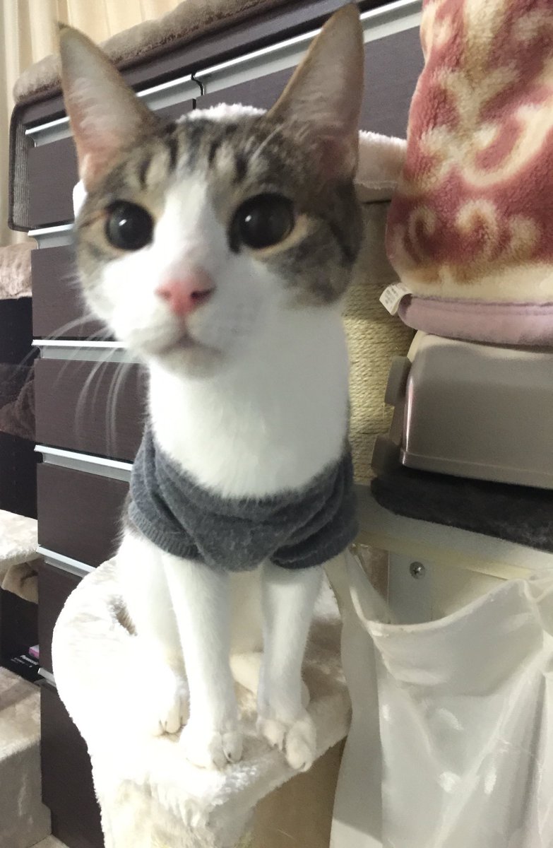 dreamcat_beblue's tweet photo. ご飯を食べなくなったので今日病院へ行ったら腎不全と診断されました。5月まで持つか分からないと…まだ4才なのに。遺伝らしく、早く連れてきてたとしてもどうしようもないと言われました。寿命ならまだ覚悟できるのに急にそんな事言われても。とにかく1日でも持つように治療をします。頑張れクッキー https://t.co/j2DQD9i3K3