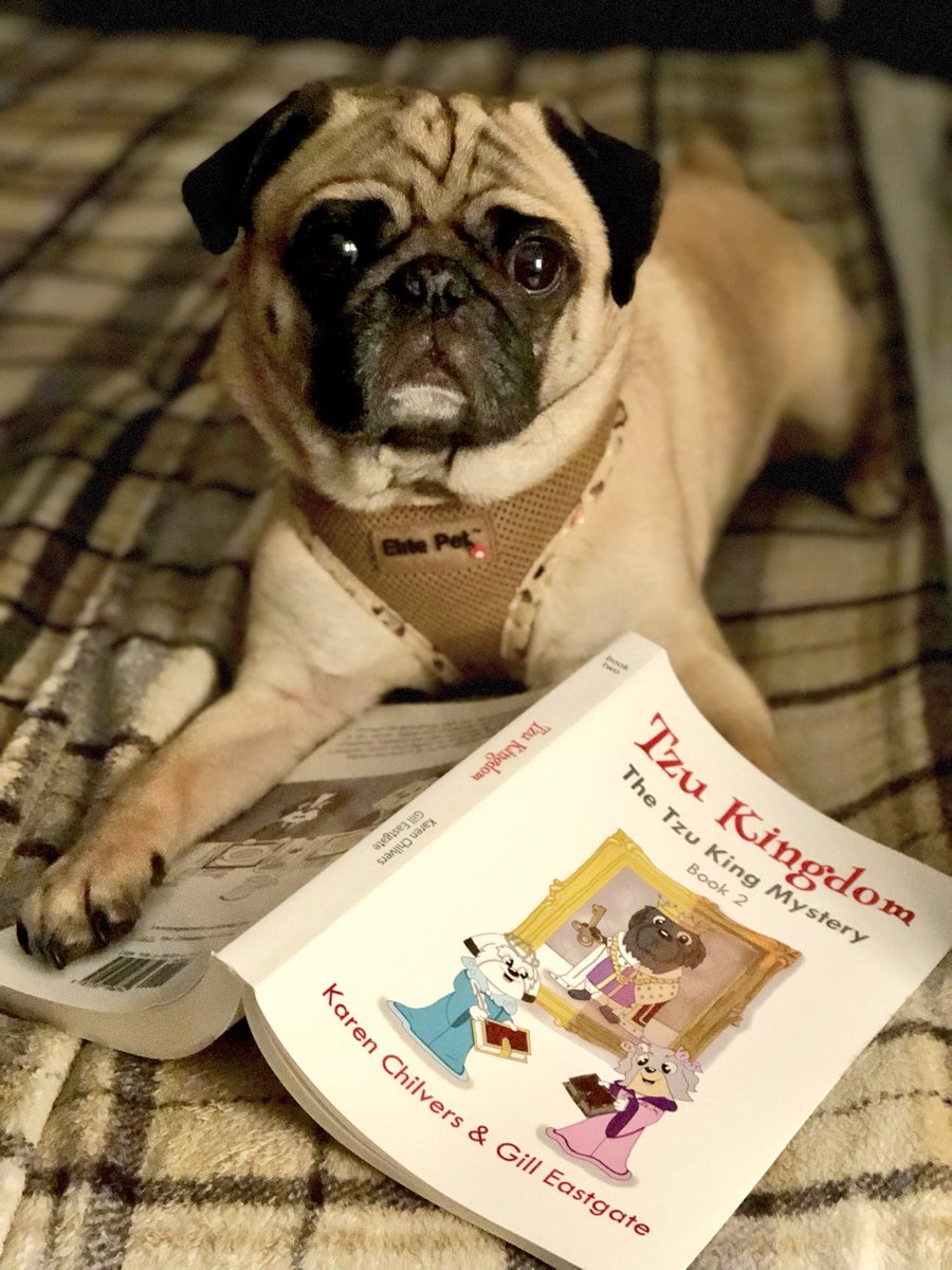 WinstonPuddles's tweet photo. @littlebeastben @DailyBailey_Dog @StanleyForeman1 @FluffyPupAlice @macwhittle @MillieOTLFP @paddyscousedog @PicklesBottom @Pixie_Tooth @ctinebean Mommy betta stawt to wead faster. #tzubook2 #tzukingdom @TzuKingdom https://t.co/IzxRLJZH44